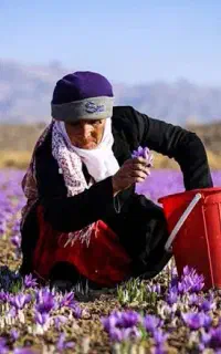 نیروی کار برای جمع آوری زعفران