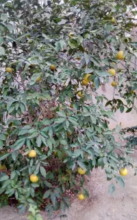 حلزون اچاتینا