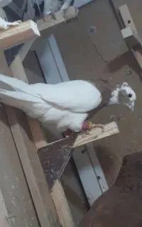 طوق سه بر بی عیب معاوضه