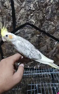 جوجه عروس هلندی مرواریدی