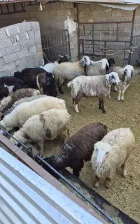 کارگر جهت کار در گاوداری آسان وراحت