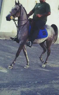 مادیان کرد