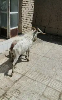 بز نر سانن اصل