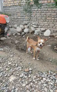 پا کوتاه