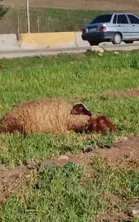 کودحیوانی درجه یک توافقی