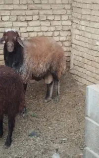 قوچ موغانی