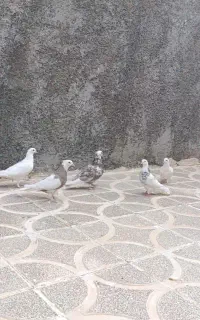 کبوتر