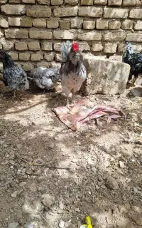 تخم مرغ گلین نطفه دار  طوسی