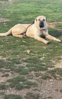 سگ پژدر عراقی