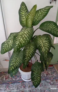 گل طبیعی