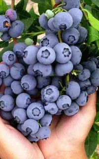 نهال بلوبری میوه‌ای سودآور و صادراتی