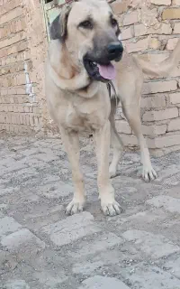 سگ ماده سرابی