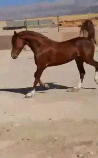 اسب