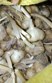 سیر یک دست
