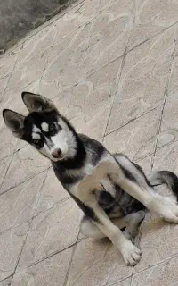 سگ هاسکی ۳ ماهه اصل
