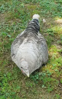 بوقلمون با جوجه