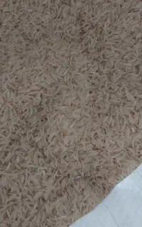 برنج فجر سوزنی