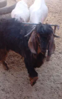کره فروشی نر