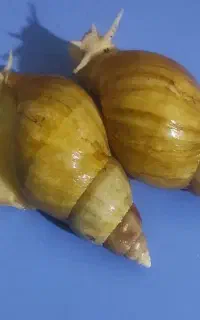حلزون آلبینو
