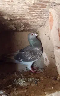پلاکی