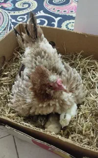 مرغ با جوجه هاش