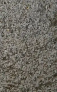 پنبه دانه درجه یک