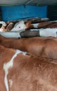 گوساله های کم یاب....