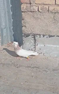 کبوتر.نر
