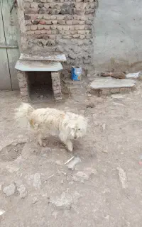 سگ پاکوتاه
