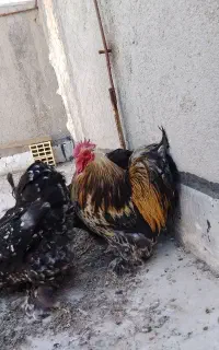 تخم‌نطفه‌دارکوشین