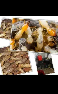سمپاشی تضمینی سوسک ساس موریانه منازل