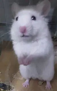 همستر بازیگوش