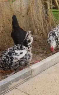 مرغ گلین اصیل لری