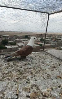 9عدد گرفتنی پرشی خوشگل ایزی بوم بلند