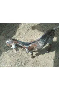 2عدد بز