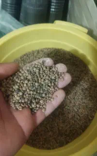 عدس سیاه