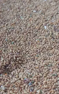 بذریونجه