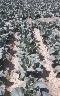 کارگر باغ وباغچه
