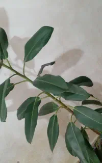 فیکوس