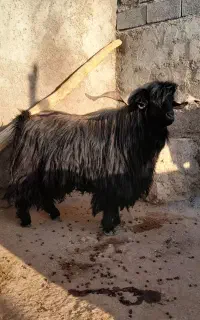 بز نر