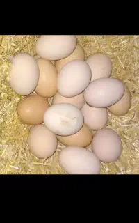 تخم مرغ محلی تحویل رایگان درب منزل