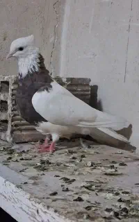آگهی.رو بخون