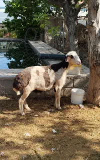 گوسفند نربه شرط پریدن