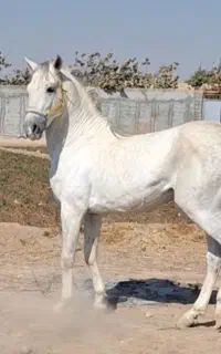 کشش اسب کرد