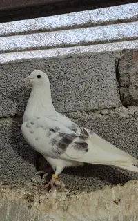 کبوتر نر خالپیس