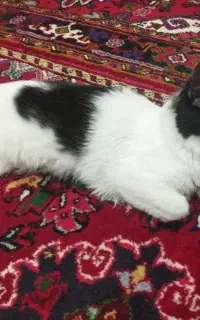 گربه رایگان تاکسیدو