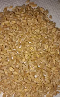 بذر گندم