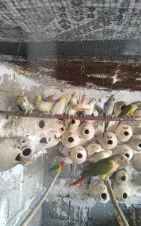 عروس هلندی و کتوله