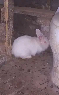 خرگوش بزرگ