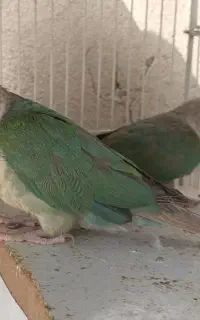 جفت گرینجیک تراکوییس پاین اپل